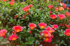 CIMG0727.webp
