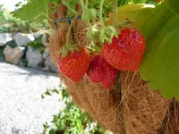 Ebbeeri.webp