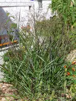 Gras gross.webp
