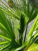 Palme2.webp