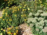 Ring.blume&Fetthenne.webp