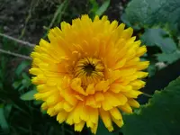 Ringelblume2.webp