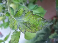 tomate_1.webp