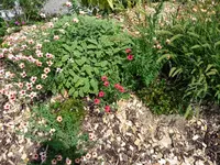 P1000471.webp