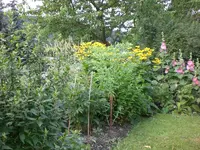Garten 07-1-2008 007.webp