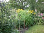 Garten 07-1-2008 007.jpg