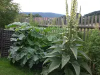 Garten 06-5 091.webp