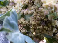 Blumenkohl.webp