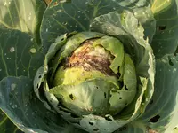 Weißkohl.webp