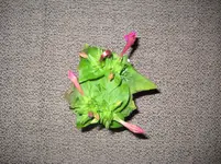 IMG_5135_3.webp
