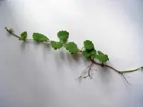 unkraut01.webp
