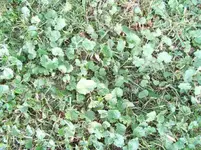 unkraut02.webp