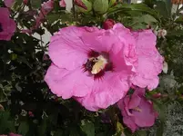 Hibiskus-2.webp