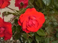 rote rose.webp