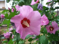 Hibiskus.webp
