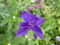 JD600001.webp
