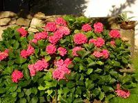 DSCN0016.webp