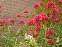 Schnabelfliege001.webp