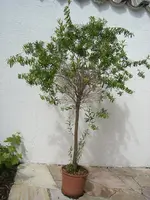 CIMG3713.webp
