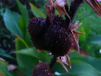 Unbenannt III.webp