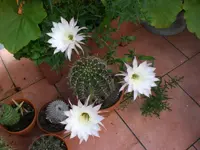 Garten August-2008 003.webp
