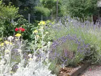 Garten 07-1-2008 011.webp