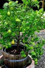 Zitrone1 12_08_08.webp