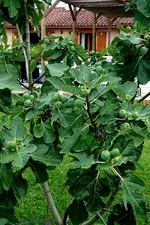 Feige weiss 1 12_08_08.webp