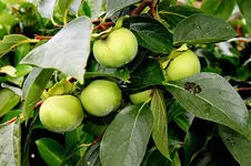 Kaki 12_08_08.webp