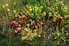 Moorbeet 1 12_08_08.webp