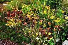 Moorbeet 2 12_08_08.webp