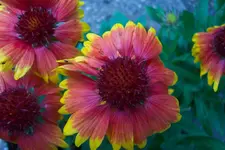 sonnenbraut1.webp