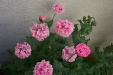 mohnrosa1.webp