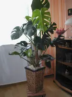 Garten 2008 035.webp