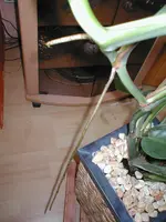 Garten 2008 036.webp