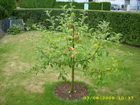 Garten 003.webp