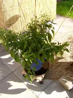 PIC_0005.webp
