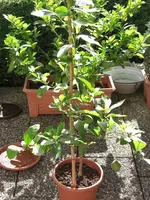 Bild 006.webp