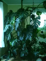 Monstera.webp