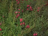 Blumebeete 2007 0211.webp
