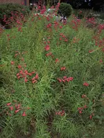 Blumebeete 2007 0231.webp
