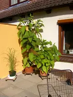 PIC_0004.webp