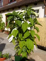 PIC_0007.webp