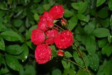 DSC_1065.webp