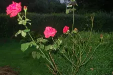 DSC_1067.webp