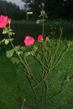 DSC_1068.webp