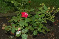 DSC_1069.webp