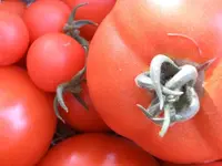 Tomaten.webp