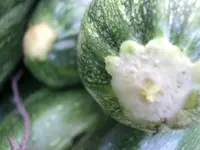 ZucchiniJPG.webp