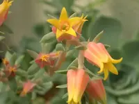 rosette.webp